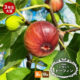 いちじく 【ドーフィン】 3年生大苗1.1m苗