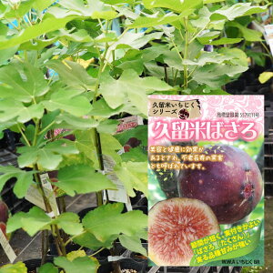  yvĂ΂z 1Nc y\̔z11`12ח\