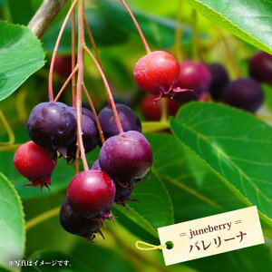 ジューンベリー 大実 バレリーナ 3年生 接木 大苗