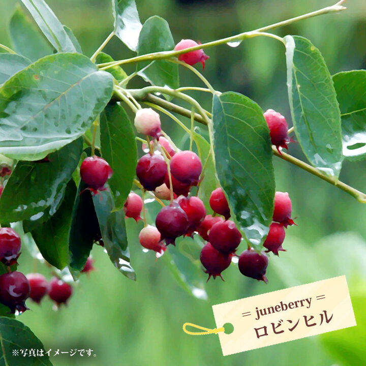 楽天市場 ロビンヒル ジューンベリー 接木 ポット苗 苗木部 ｂｙ 花ひろばオンライン