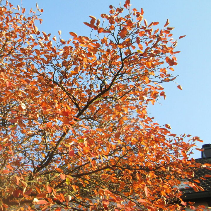 楽天市場 ロビンヒル ジューンベリー 接木 ポット苗 苗木部 ｂｙ 花ひろばオンライン