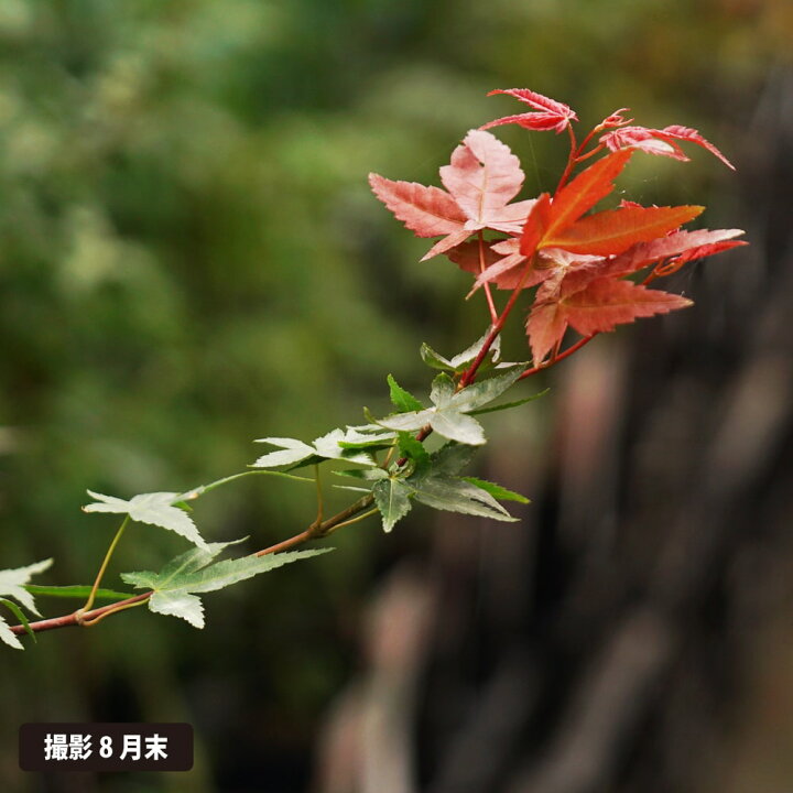 楽天市場】モミジ 【出猩々】 テーブルサイズ 鉢植え : 苗木部 by 花 