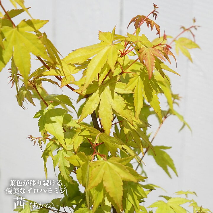 楽天市場】モミジ 【茜】 テーブルサイズ 鉢植え : 苗木部 by 花 