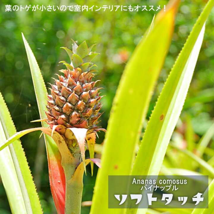 楽天市場 パインアップル ソフトタッチ ピーチパイン ポット苗 沖縄県産 パイナップル 苗木部 ｂｙ 花ひろばオンライン