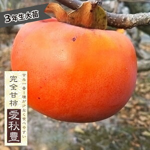 `̕c yHLz SÊ` 3Nږؑc 1.1mc yYnř 1.1mcz y\̔z10`11ח\