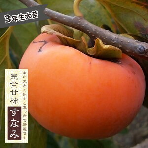 `̕c yȂ݁z SÊ` 3Nږؑc 1mc yYnř 1.0mcz y\̔z10`11ח\