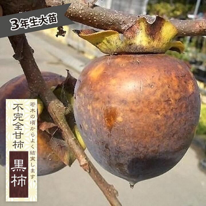 楽天市場】柿の苗木 【黒柿】 不完全甘柿 3年生接木1.1m大苗 【産地で 