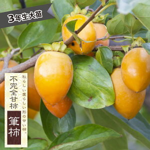 `̕c yM`z sSÊ` 3Nږؑc 1mc yYnř 1.0mcz y\̔z10`11ח\