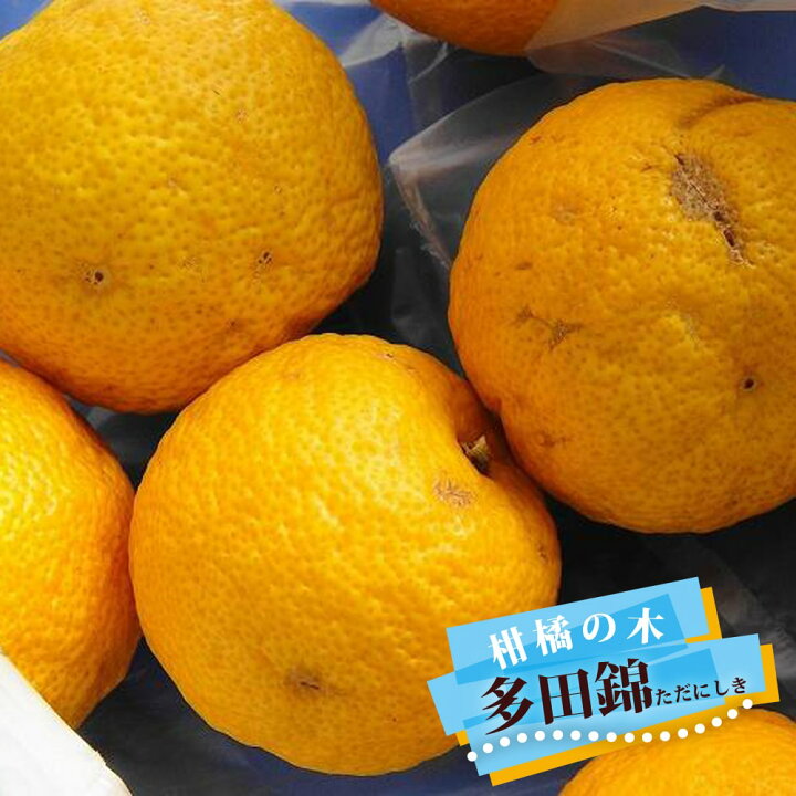 楽天市場】6月3日20時からのセール対象商品 柚子 苗木 種なし柚子 