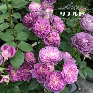 yocz ih 2Nc VFu y͖{oz lG炫  F KN oc y\̔z1{ȍ~ח\