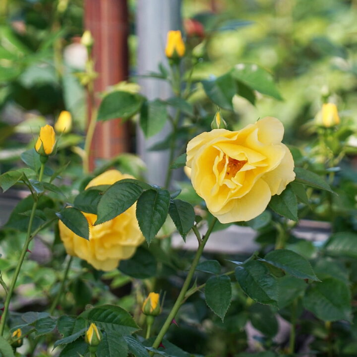 楽天市場 四季咲き 木立バラ レモンフィズ 2年生大苗 苗木部 ｂｙ 花ひろばオンライン