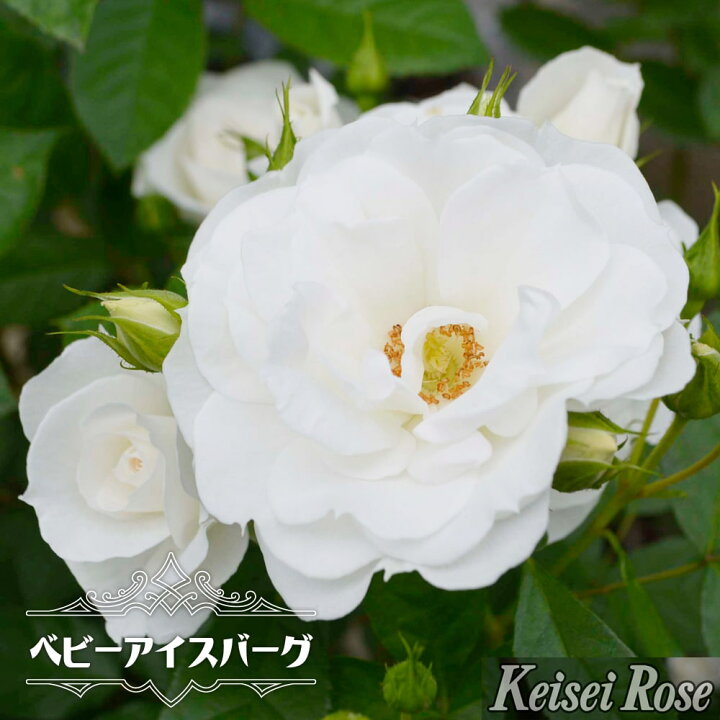 楽天市場 バラ苗 ベビーアイスバーグ ２年生大苗 Fl 京成バラ園 四季咲き 白 薔薇 バラ苗木 品種登録出願準備中 予約販売 12月 翌年1月中に順次入荷 苗木部 ｂｙ 花ひろばオンライン