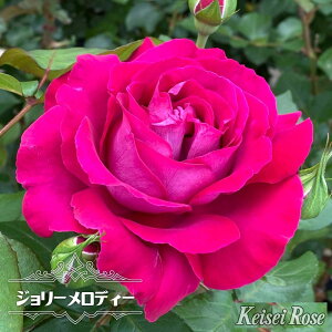 �l�G�炫�����o���c �y�W�����[�����f�B�[�z 2�N����c �o�^�i��E�i��o�^ �y�\��̔��z12���`���N1�������ח\��