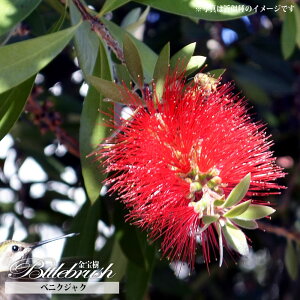 yxjNWNz uVmL iJXeEL|EWj 5|bgc