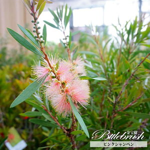 ysNVyz uVmL iJXeEL|EWj 5|bgc