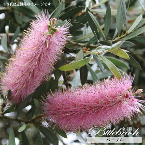 yp[vz uVmL iJXeEL|EWj 5|bgc