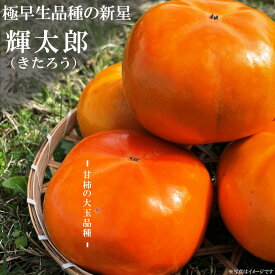 柿の苗木 【輝太郎 （きたろう）】 完全甘柿 1年生接木苗 登録品種・品種登録