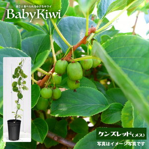 yPYbh iXjz xr[LEC 2N ږ 6|bgc