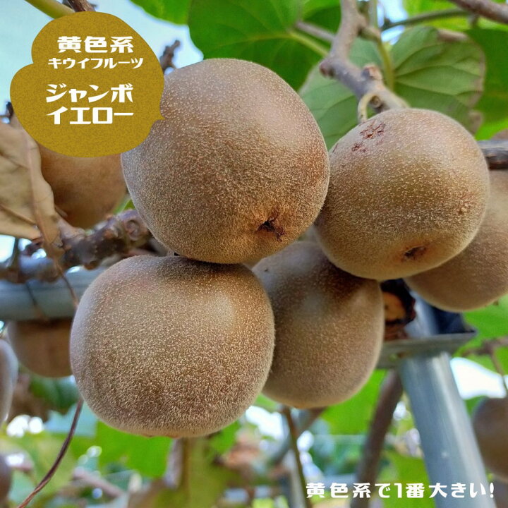 楽天市場】キウイ 苗 【ジャンボイエロー】 黄色系メス 1年生接木苗  