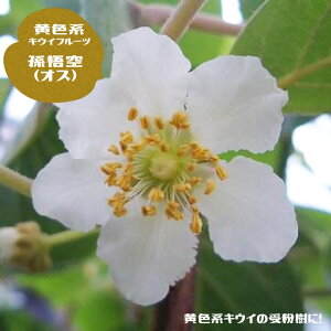 LEC c yz Fn̎󕲎pIX 1Nږؕc y\̔z12`N1ח\
