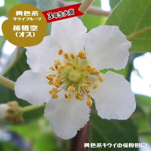 LEC c yz Fn̎󕲎pIX 3Nc1.1mc