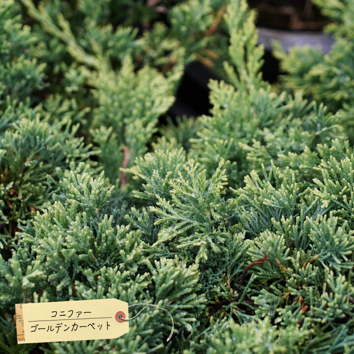 楽天市場 コニファー ゴールデンカーペット 5号ポット苗 庭木 グランドカバー 苗木部 ｂｙ 花ひろばオンライン