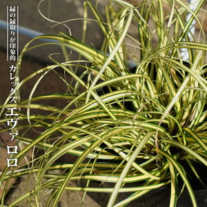 yG@zJbNX 5|bgc o^iEio^