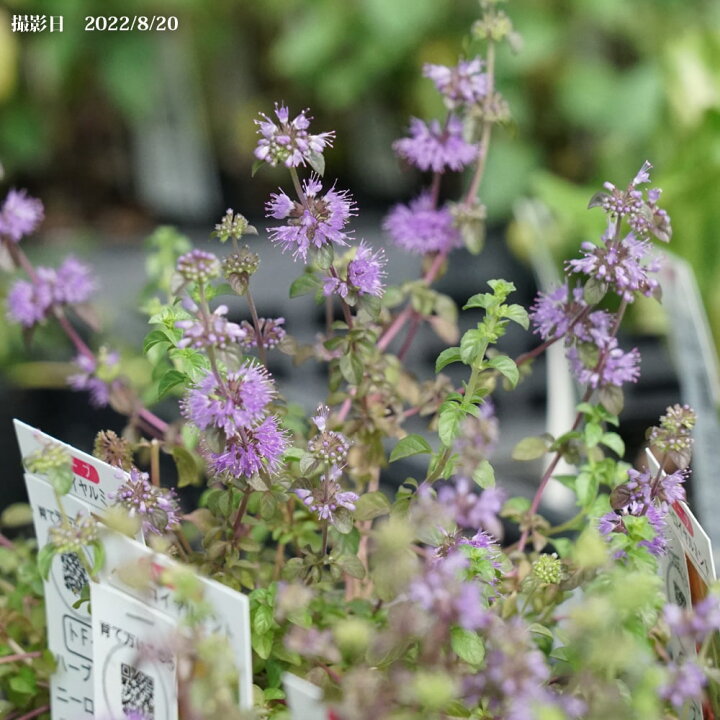 楽天市場 ペニーロイヤルミント ハーブ 3号ポット苗 苗木部 ｂｙ 花ひろばオンライン