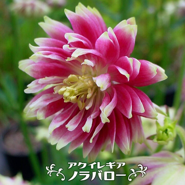 楽天市場 アクイレギア ノラバロー 3号ポット苗 苗木部 ｂｙ 花ひろばオンライン