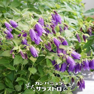 Jpj yTXgz 3|bgc y\̔z3{ח\