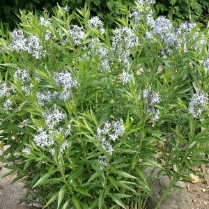 A\jA yq i `EW\E jz 3.5|bgc