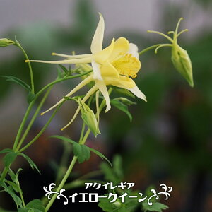 ANCMA yCG[NC[z 3|bgc