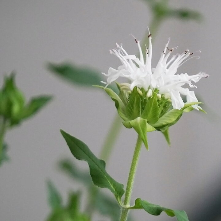 楽天市場 モナルダ スノーメイデン ベルガモット 3号ポット苗 苗木部 ｂｙ 花ひろばオンライン