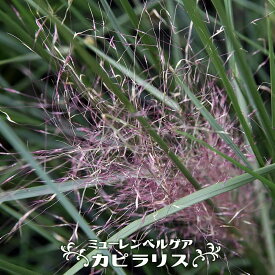 ミューレンベルゲア カピラリス 3号ポット苗 【予約販売】4～5月頃入荷予定