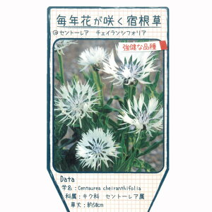 Zg[A y`FCVtHAz |bgc y\̔z4`5ח\