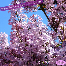 花芽つき ライラック 【ピンク】 根巻き大苗 大型宅配便・大梱包