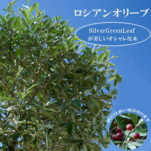 ���V�A���I���[�u 5���|�b�g�c