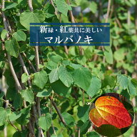 【マルバノキ（紅万作ベニマンサク）】 地中ポット苗
