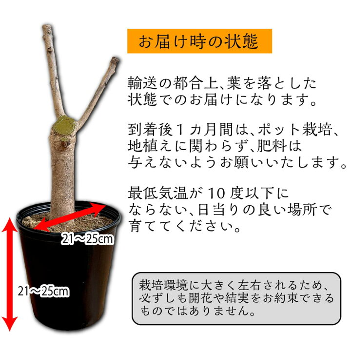 楽天市場】マンゴーの木 【キーツ】 8号ポット 特大苗 沖縄県産・産地 