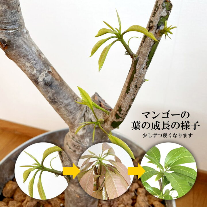 楽天市場 マンゴーの木 アーウィン 8号ポット 特大苗 沖縄県産 産地直送 代引不可 お届け日指定不可 苗木部 ｂｙ 花ひろばオンライン