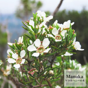 y}kJnj[̖؁z }kJ iMEoCj5|bgc