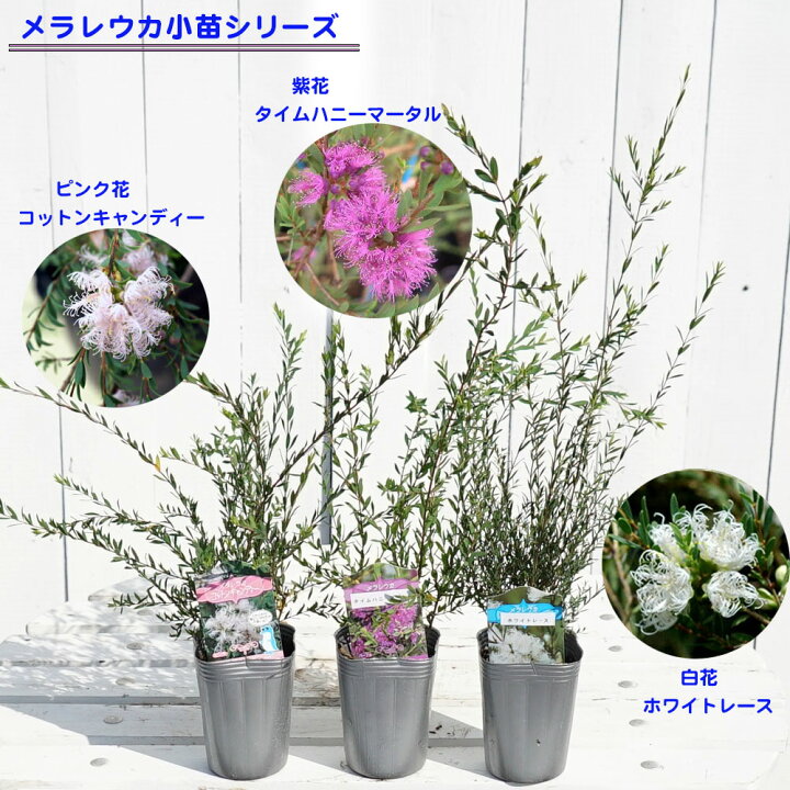 楽天市場 コットンキャンディ ティーツリー 2 5号ポット苗 苗木部 ｂｙ 花ひろばオンライン