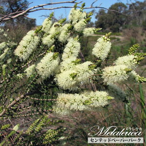 yZebhy[p[o[Nz EJ (eB[c[) 5|bgc