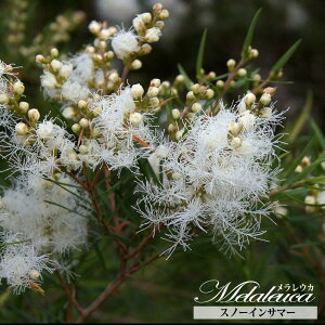 yXm[CT}[z EJ (eB[c[) 5|bgc