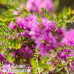 【タイムハニーマータル】 メラレウカ (ティーツリー) 5号ポット苗