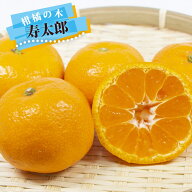 みかん 苗木 【寿太郎みかん】 温州みかん 1年生接木苗 【予約販売】10～11月頃入荷予定