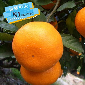 ݂ c y̕Pz ɑB݂ 1Nږؕc y\̔z11`12ח\