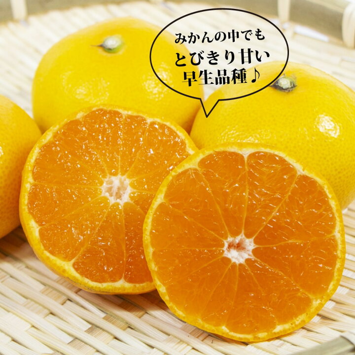 楽天市場】みかん 苗木 実付き 【ゆら早生 温州みかん】 2年生接木苗 