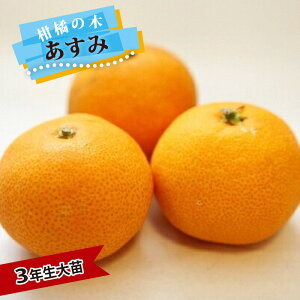 みかん 苗木 【あすみ】 3年生接木大苗 【産地で剪定済 1.0m苗】 登録品種・品種登録
