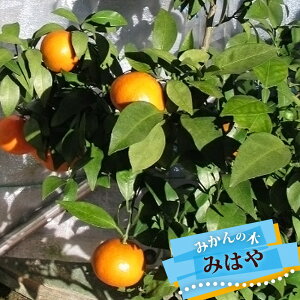 みかん 苗木 【みはや】 温州みかん 3年生接木大苗 【産地で剪定済 1.0m苗】 登録品種・品種登録